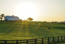 Günümüzde beslenme alışkanlıklarının değişmesiyle birlikte, çiftlikten sofraya konsepti büyük önem kazanıyor. Tarlada yetişen ürünlerin, çiftliklerde beslenen hayvanların doğallığı ve tazeliği, sofralarda kendini gösteriyor. İnsanlar artık sağlıklı, doğal ve katkısız besinlere ulaşmak için doğrudan üreticiden tüketiciye olan bu zincire daha fazla ilgi gösteriyor. Bu akım, hem yerel ekonomiyi destekliyor hem de besinlerin kalitesini artırıyor. Konulu bir haber görseli.