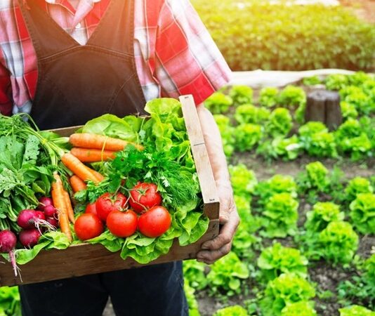 Son yıllarda sağlıklı yaşam ve beslenme alışkanlıkları giderek önem kazanırken, doğal ve organik menü seçenekleri de popülerliğini artırıyor. Organik gıdalar, kimyasal katkı maddeleri ve yapay gübre kullanılmadan yetiştirilen ürünlerden oluşur. Bu nedenle doğal ve organik menüler, hem beden sağlığı hem de çevre açısından tercih edilir hale gelmiştir. Restoranlardan ev yemeklerine kadar geniş bir yelpazede yer bulan bu menüler, lezzet ve sağlık dengesini sunar. Konulu bir haber görseli.