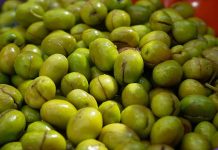 Yeşil zeytin, binlerce yıllık bir geçmişe sahip. Tarih boyunca birçok uygarlık için hem besin kaynağı hem de kültürel bir sembol olmuştur. Antik dönemlerde kutsal sayılan zeytin ağacı, barışın ve bolluğun işareti olarak görülmüş, sofralara sunduğu yeşil zeytin ile insanlığın yaşamına değer katmıştır.