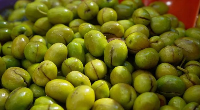 Yeşil Zeytin: Sofralarda Sağlık ve Lezzet Bir Arada Yeşil zeytin, binlerce yıllık bir geçmişe sahip. Tarih boyunca birçok uygarlık için hem besin kaynağı hem de kültürel bir sembol olmuştur. Antik dönemlerde kutsal sayılan zeytin ağacı, barışın ve bolluğun işareti olarak görülmüş, sofralara sunduğu yeşil zeytin ile insanlığın yaşamına değer katmıştır.