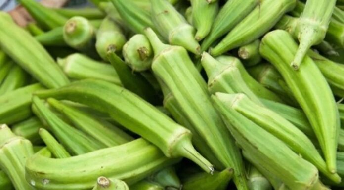 Bamya, Türk mutfağının vazgeçilmez sebzelerinden biridir. Özellikle yaz ve sonbahar aylarında taze olarak bulunabilen bamya, hem sebze yemekleri hem de zeytinyağlı tariflerde sıkça tercih edilir. Tarih boyunca Anadolu sofralarında kendine yer bulan bamya, hem besleyici hem de doyurucu yapısıyla öne çıkar. Konulu bir haber görseli.