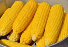 Mısır haşlaması, yaz aylarının vazgeçilmez atıştırmalıklarından biri olarak hem sokak lezzeti hem de evlerde hazırlanan sağlıklı bir seçenek haline gelmiştir. Özellikle sahil kenarlarında, parklarda ya da ev ortamlarında kolayca bulunabilen bu lezzet, besleyici yapısı ile öne çıkar. Mısır, lif bakımından zengin olması ve doyuruculuğu ile öğün aralarında tok tutar. Haşlandığında ise sindirimi kolay hale gelir ve her yaştan insan için güvenle tüketilebilir. Konulu bir haber görseli.