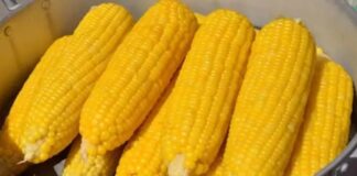 Mısır haşlaması, yaz aylarının vazgeçilmez atıştırmalıklarından biri olarak hem sokak lezzeti hem de evlerde hazırlanan sağlıklı bir seçenek haline gelmiştir. Özellikle sahil kenarlarında, parklarda ya da ev ortamlarında kolayca bulunabilen bu lezzet, besleyici yapısı ile öne çıkar. Mısır, lif bakımından zengin olması ve doyuruculuğu ile öğün aralarında tok tutar. Haşlandığında ise sindirimi kolay hale gelir ve her yaştan insan için güvenle tüketilebilir. Konulu bir haber görseli.