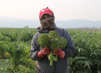 Günümüzde gıda tüketimi yalnızca karın doyurmaya yönelik bir alışkanlık olmaktan çıkarak bilinçli bir tercihe dönüşüyor. Bu dönüşümün merkezinde yer alan Topraktan Tabağa anlayışı, gıdanın üretim sürecinden tüketim anına kadar geçen yolculuğunu görünür kılıyor. Tüketiciler artık yalnızca ne yediklerini değil, yedikleri ürünlerin nereden geldiğini, nasıl üretildiğini ve hangi aşamalardan geçtiğini de bilmek istiyor. Konulu bir haber görseli.