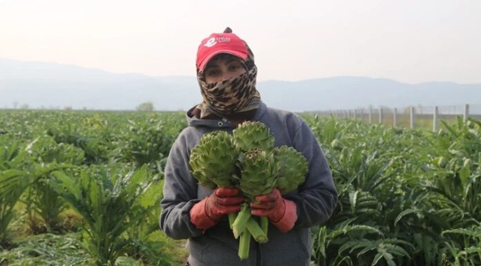 Günümüzde gıda tüketimi yalnızca karın doyurmaya yönelik bir alışkanlık olmaktan çıkarak bilinçli bir tercihe dönüşüyor. Bu dönüşümün merkezinde yer alan Topraktan Tabağa anlayışı, gıdanın üretim sürecinden tüketim anına kadar geçen yolculuğunu görünür kılıyor. Tüketiciler artık yalnızca ne yediklerini değil, yedikleri ürünlerin nereden geldiğini, nasıl üretildiğini ve hangi aşamalardan geçtiğini de bilmek istiyor. Konulu bir haber görseli.