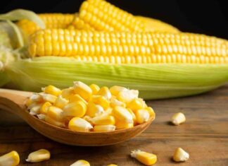 Mısır, dünya genelinde sıkça tüketilen bir tahıl olmakla birlikte bazı bireylerde alerji veya sindirim sorunlarına yol açabilir. Bu nedenle mısırsız beslenme, özellikle mısır intoleransı veya alerjisi olan kişiler için önem kazanır. Bu diyet modeli, mısır ve türevlerini sınırlayarak güvenli ve besleyici alternatifleri ön plana çıkarır. Günümüzde bireyler, sadece lezzet değil aynı zamanda sağlıklı ve dengeli bir yaşam için bilinçli seçimler yapıyor. Konulu bir haber görseli.