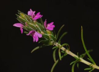 Anadolu’nun güneyinde ve özellikle Akdeniz ile Güneydoğu bölgelerinde güçlü bir yere sahip olan zahter geleneği, sadece bir bitkinin tüketimi değil, köklü bir yaşam biçiminin yansımasıdır. Dağlardan toplanan zahter, sabah kahvaltılarından kış hazırlıklarına kadar uzanan geniş bir kullanım alanına sahiptir. Bu yönüyle zahter, sofralarda yer alan sıradan bir lezzetten çok daha fazlasını ifade eder. Konulu bir haber görseli.