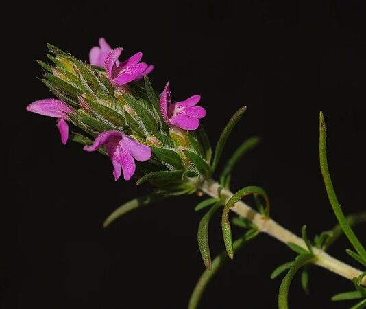 Anadolu’nun güneyinde ve özellikle Akdeniz ile Güneydoğu bölgelerinde güçlü bir yere sahip olan zahter geleneği, sadece bir bitkinin tüketimi değil, köklü bir yaşam biçiminin yansımasıdır. Dağlardan toplanan zahter, sabah kahvaltılarından kış hazırlıklarına kadar uzanan geniş bir kullanım alanına sahiptir. Bu yönüyle zahter, sofralarda yer alan sıradan bir lezzetten çok daha fazlasını ifade eder. Konulu bir haber görseli.