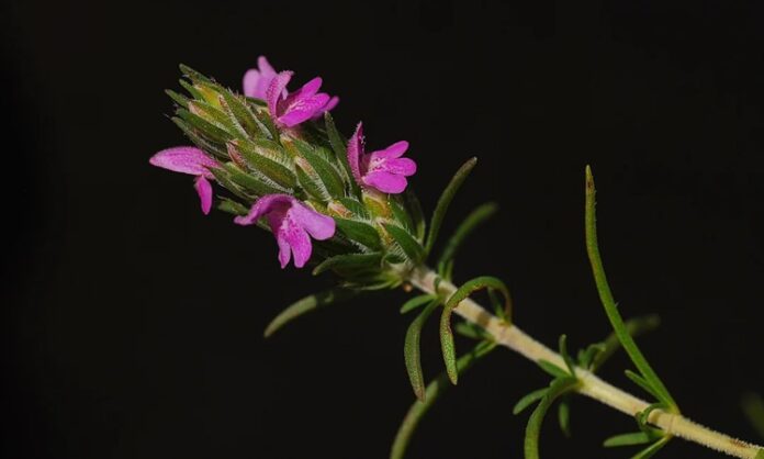 Anadolu’nun güneyinde ve özellikle Akdeniz ile Güneydoğu bölgelerinde güçlü bir yere sahip olan zahter geleneği, sadece bir bitkinin tüketimi değil, köklü bir yaşam biçiminin yansımasıdır. Dağlardan toplanan zahter, sabah kahvaltılarından kış hazırlıklarına kadar uzanan geniş bir kullanım alanına sahiptir. Bu yönüyle zahter, sofralarda yer alan sıradan bir lezzetten çok daha fazlasını ifade eder. Konulu bir haber görseli.