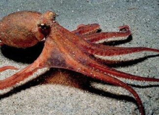 Deniz ürünleri dünyasında gizemli görünümü ve eşsiz dokusuyla öne çıkan ahtapot, son yıllarda gastronomi sahnesinde adından daha sık söz ettirmeye başladı. Bir zamanlar yalnızca sahil kasabalarındaki geleneksel balık restoranlarında rastlanan bu ürün, artık büyük şehirlerdeki seçkin mekanların menülerinde ve gurme market raflarında da kendine yer buluyor. Özellikle Akdeniz mutfağına olan ilginin artması, ahtapot tüketiminin daha geniş kitlelere yayılmasını sağlıyor. Konulu bir haber görseli.