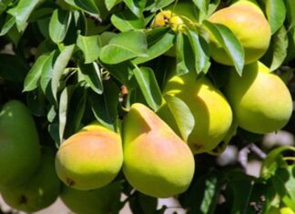 Anadolu’nun verimli topraklarında yüzyıllardır yetiştirilen armut, hem lezzeti hem de besleyici özellikleriyle sofraların vazgeçilmez meyvelerinden biri olmuştur. Yumuşak dokusu, sulu yapısı ve kendine has aromasıyla öne çıkan armut, yalnızca bir meyve olarak değil, aynı zamanda kültürel ve tarımsal bir değer olarak da kabul edilmektedir. Günümüzde artan sağlıklı beslenme bilinciyle birlikte armut tüketimi, yeniden yükselişe geçmiş ve geleneksel mutfaktan modern beslenme anlayışına kadar geniş bir alanda kendine yer bulmuştur. Konulu bir haber görseli.