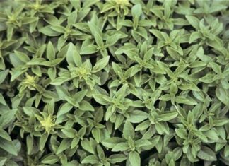 Fesleğen, kendine özgü kokusu ve ferahlatıcı aromasıyla mutfaklarda ayrıcalıklı bir yere sahip olan bitkilerden biridir. Özellikle taze yapraklarıyla tanınan fesleğen, hem geleneksel hem de modern mutfak anlayışında önemli bir rol üstlenir. Görünüm olarak narin, etki olarak güçlü olan bu bitki, yemeklere kattığı karakterle fark yaratır. Konulu bir haber görseli.