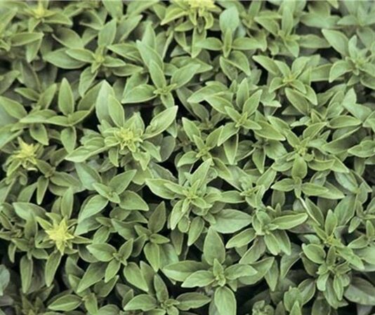 Fesleğen, kendine özgü kokusu ve ferahlatıcı aromasıyla mutfaklarda ayrıcalıklı bir yere sahip olan bitkilerden biridir. Özellikle taze yapraklarıyla tanınan fesleğen, hem geleneksel hem de modern mutfak anlayışında önemli bir rol üstlenir. Görünüm olarak narin, etki olarak güçlü olan bu bitki, yemeklere kattığı karakterle fark yaratır. Konulu bir haber görseli.