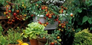 Bahçe ürünleri, insanlık tarihinin en eski üretim alanlarından biri olmasının yanı sıra günümüzde de sağlıklı yaşam, sürdürülebilir tarım ve doğal beslenme anlayışının merkezinde yer alıyor. Toprakla doğrudan temas eden bu ürünler, hem üretici hem de tüketici açısından büyük bir değer taşıyor. Özellikle bahçe ürünleri, katkısız ve taze gıdaya ulaşmak isteyen bireyler için güvenilir bir kaynak olarak öne çıkıyor. Konulu bir haber görseli.