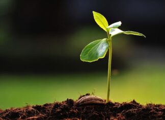 Günümüzde sağlıklı yaşam kavramı giderek daha geniş bir çerçevede ele alınmakta ve yalnızca hastalıklardan korunmayı değil, yaşam kalitesini artırmayı da kapsamaktadır. Bu süreçte doğal kaynaklara yönelim dikkat çekici biçimde artmaktadır. Özellikle bitkisel takviyeler, modern yaşamın getirdiği yoğun tempo ve düzensiz beslenme alışkanlıkları karşısında destekleyici bir unsur olarak öne çıkmaktadır. Bitkilerden elde edilen bu ürünler, yüzyıllardır farklı kültürlerde kullanılan geleneksel bilgiyle günümüz ihtiyaçlarını bir araya getirmektedir. Konulu bir haber görseli.