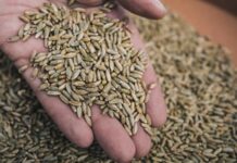 Çavdar, son yıllarda hem sağlıklı beslenme trendlerinin etkisiyle hem de tarımsal sürdürülebilirlik arayışlarının hız kazanmasıyla yeniden gündemin üst sıralarına taşındı. Özellikle çavdar bazlı ürünlerin artan tüketimi, bu tahılın yalnızca geleneksel mutfaklarda değil modern diyetlerde de kendine güçlü bir yer edinmesini sağladı. Uzmanlar, lif oranı yüksek yapısı ve düşük glisemik indeksi sayesinde çavdar ekmeği ve türevlerinin, obezite ve diyabetle mücadelede önemli bir rol oynadığını vurguluyor. Konulu bir haber görseli.