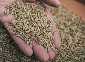 Çavdar, son yıllarda hem sağlıklı beslenme trendlerinin etkisiyle hem de tarımsal sürdürülebilirlik arayışlarının hız kazanmasıyla yeniden gündemin üst sıralarına taşındı. Özellikle çavdar bazlı ürünlerin artan tüketimi, bu tahılın yalnızca geleneksel mutfaklarda değil modern diyetlerde de kendine güçlü bir yer edinmesini sağladı. Uzmanlar, lif oranı yüksek yapısı ve düşük glisemik indeksi sayesinde çavdar ekmeği ve türevlerinin, obezite ve diyabetle mücadelede önemli bir rol oynadığını vurguluyor. Konulu bir haber görseli.