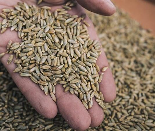 Çavdar, son yıllarda hem sağlıklı beslenme trendlerinin etkisiyle hem de tarımsal sürdürülebilirlik arayışlarının hız kazanmasıyla yeniden gündemin üst sıralarına taşındı. Özellikle çavdar bazlı ürünlerin artan tüketimi, bu tahılın yalnızca geleneksel mutfaklarda değil modern diyetlerde de kendine güçlü bir yer edinmesini sağladı. Uzmanlar, lif oranı yüksek yapısı ve düşük glisemik indeksi sayesinde çavdar ekmeği ve türevlerinin, obezite ve diyabetle mücadelede önemli bir rol oynadığını vurguluyor. Konulu bir haber görseli.