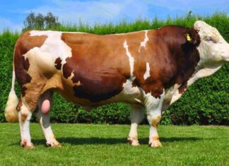 Dana eti, hem Türk mutfağının hem de dünya mutfaklarının vazgeçilmez protein kaynaklarından biri olarak öne çıkıyor. Yüksek besin değeri, zengin lezzeti ve çok yönlü kullanım alanları sayesinde dana eti, yüzyıllardır sofralarda önemli bir yer tutuyor. Son yıllarda artan sağlıklı beslenme bilinciyle birlikte tüketiciler, daha bilinçli tercihler yapmaya yönelirken dana etinin kalitesi, üretim koşulları ve besin içeriği daha fazla sorgulanır hale geldi. Konulu bir haber görseli.