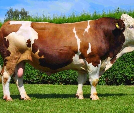 Dana eti, hem Türk mutfağının hem de dünya mutfaklarının vazgeçilmez protein kaynaklarından biri olarak öne çıkıyor. Yüksek besin değeri, zengin lezzeti ve çok yönlü kullanım alanları sayesinde dana eti, yüzyıllardır sofralarda önemli bir yer tutuyor. Son yıllarda artan sağlıklı beslenme bilinciyle birlikte tüketiciler, daha bilinçli tercihler yapmaya yönelirken dana etinin kalitesi, üretim koşulları ve besin içeriği daha fazla sorgulanır hale geldi. Konulu bir haber görseli.