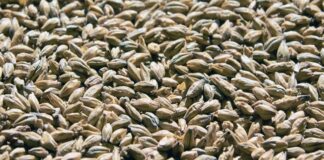 Arpa, insanlık tarihinin en eski tarım ürünlerinden biri olarak bugün de hem gıda hem de hayvancılık sektöründe stratejik bir rol oynamaya devam ediyor. Kuraklığa ve soğuk iklimlere karşı görece dayanıklı yapısıyla bilinen Arpa, özellikle iklim belirsizliklerinin arttığı günümüzde yeniden daha fazla ilgi görmeye başladı. Ekmeklik buğday kadar yaygın tüketilmese de bira üretiminden hayvan yemine, geleneksel mutfaklardan modern gıda sanayisine kadar geniş bir kullanım alanına sahip olması, arpayı vazgeçilmez kılıyor. Konulu bir haber görseli.