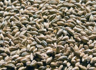 Arpa, insanlık tarihinin en eski tarım ürünlerinden biri olarak bugün de hem gıda hem de hayvancılık sektöründe stratejik bir rol oynamaya devam ediyor. Kuraklığa ve soğuk iklimlere karşı görece dayanıklı yapısıyla bilinen Arpa, özellikle iklim belirsizliklerinin arttığı günümüzde yeniden daha fazla ilgi görmeye başladı. Ekmeklik buğday kadar yaygın tüketilmese de bira üretiminden hayvan yemine, geleneksel mutfaklardan modern gıda sanayisine kadar geniş bir kullanım alanına sahip olması, arpayı vazgeçilmez kılıyor. Konulu bir haber görseli.