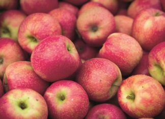 Doğanın en bilinen ve en çok tüketilen meyvelerinden biri olan elma, yüzyıllardır insan yaşamının merkezinde yer almaktadır. Hem besleyici yapısı hem de sembolik anlamlarıyla öne çıkan elma, mitolojiden halk kültürüne, tarımdan modern beslenme anlayışına kadar geniş bir alanda kendine yer bulmuştur. Günümüzde elma tüketimi, sağlıklı yaşam arayışlarının artmasıyla birlikte yeniden önem kazanmış, bu kadim meyve modern sofraların vazgeçilmezleri arasına girmiştir. Konulu bir haber görseli.