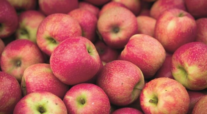 Doğanın en bilinen ve en çok tüketilen meyvelerinden biri olan elma, yüzyıllardır insan yaşamının merkezinde yer almaktadır. Hem besleyici yapısı hem de sembolik anlamlarıyla öne çıkan elma, mitolojiden halk kültürüne, tarımdan modern beslenme anlayışına kadar geniş bir alanda kendine yer bulmuştur. Günümüzde elma tüketimi, sağlıklı yaşam arayışlarının artmasıyla birlikte yeniden önem kazanmış, bu kadim meyve modern sofraların vazgeçilmezleri arasına girmiştir. Konulu bir haber görseli.