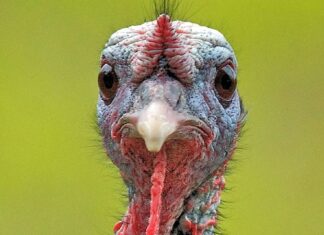 Hindi eti, son yıllarda sağlıklı beslenme trendlerinin etkisiyle giderek daha fazla ilgi gören bir hayvansal protein kaynağı haline geldi. Düşük yağ oranı, yüksek protein değeri ve hafif tadıyla öne çıkan hindi eti, özellikle diyet yapan bireyler ve sporcular tarafından tercih ediliyor. Geleneksel olarak bazı özel günlerle özdeşleşmiş olsa da günümüzde hindi eti artık günlük beslenme rutinlerinde de daha sık yer buluyor. Konulu bir haber görseli.