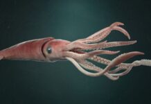 Deniz ürünleri denildiğinde akla ilk gelen seçeneklerden biri olmasa da kalamar, son yıllarda hem restoran menülerinde hem de ev mutfaklarında daha görünür hale geldi. Özellikle Akdeniz mutfağına özgü tariflerin popülerleşmesi, sosyal medyada paylaşılan yemek videoları ve sağlıklı beslenme trendleri, kalamar tüketimini belirgin biçimde artırdı. Bir dönem sadece sahil kasabalarındaki balık restoranlarında bulunan bu ürün, artık büyük şehirlerdeki zincir marketlerde dondurulmuş ya da taze olarak da rahatlıkla bulunabiliyor. Konulu bir haber görseli.