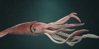 Deniz ürünleri denildiğinde akla ilk gelen seçeneklerden biri olmasa da kalamar, son yıllarda hem restoran menülerinde hem de ev mutfaklarında daha görünür hale geldi. Özellikle Akdeniz mutfağına özgü tariflerin popülerleşmesi, sosyal medyada paylaşılan yemek videoları ve sağlıklı beslenme trendleri, kalamar tüketimini belirgin biçimde artırdı. Bir dönem sadece sahil kasabalarındaki balık restoranlarında bulunan bu ürün, artık büyük şehirlerdeki zincir marketlerde dondurulmuş ya da taze olarak da rahatlıkla bulunabiliyor. Konulu bir haber görseli.