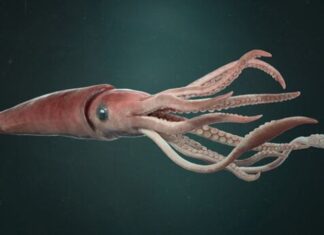 Deniz ürünleri denildiğinde akla ilk gelen seçeneklerden biri olmasa da kalamar, son yıllarda hem restoran menülerinde hem de ev mutfaklarında daha görünür hale geldi. Özellikle Akdeniz mutfağına özgü tariflerin popülerleşmesi, sosyal medyada paylaşılan yemek videoları ve sağlıklı beslenme trendleri, kalamar tüketimini belirgin biçimde artırdı. Bir dönem sadece sahil kasabalarındaki balık restoranlarında bulunan bu ürün, artık büyük şehirlerdeki zincir marketlerde dondurulmuş ya da taze olarak da rahatlıkla bulunabiliyor. Konulu bir haber görseli.