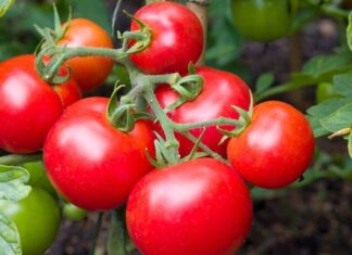 Son yıllarda beslenme alışkanlıklarında gözle görülür bir değişim yaşanıyor. Tüketiciler artık yalnızca doyurucu değil, aynı zamanda görsel olarak da cazip gıdalara yöneliyor. Bu noktada kırmızı sebzeler, hem renkleri hem de mutfaktaki çok yönlü kullanımlarıyla dikkat çekiyor. Domates, kırmızı biber, pancar ve kırmızı lahana gibi ürünler, sofralarda giderek daha fazla yer buluyor. Konulu bir haber görseli.