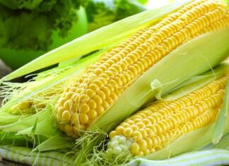 Mısır, dünya genelinde en çok üretilen ve en yaygın kullanılan tarım ürünlerinden biri olarak hem gıda hem de sanayi alanında vazgeçilmez bir konuma sahiptir. Hayvan yeminden biyoyakıta, nişastadan şekerlemeye kadar uzanan geniş kullanım alanı sayesinde Mısır, yalnızca sofraların değil, aynı zamanda endüstrinin de temel hammaddeleri arasında yer alır. Bu çok yönlü yapı, mısırı küresel tarım politikalarının merkezine taşımış durumda. Konulu bir haber görseli.