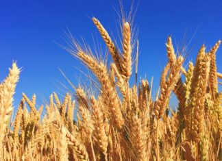 Buğday, insanlık tarihinin en eski tarım ürünlerinden biri olarak yalnızca sofraların değil, medeniyetlerin de temel taşı olmuştur. Günümüzde dünya nüfusunun büyük bir bölümü için ana besin kaynağı olan Buğday, ekmekten makarnaya, bulgurdan unlu mamullere kadar sayısız üründe kullanılıyor. Tarımsal üretimin kalbi sayılan bu ürün, aynı zamanda ekonomik istikrar ve toplumsal refah açısından da kritik bir rol üstleniyor. Özellikle artan nüfus, iklim baskısı ve küresel ticaret dinamikleri, buğdayın önemini her geçen gün daha da artırıyor. Konulu bir haber görseli.