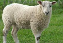 Kuzu eti, Türk mutfağının en köklü lezzetlerinden biri olarak hem geleneksel sofralarda hem de modern restoran menülerinde özel bir konuma sahip. Yumuşak dokusu, kendine has aroması ve zengin besin içeriğiyle kuzu eti, yüzyıllardır Anadolu mutfak kültürünün vazgeçilmez parçalarından biri olmayı sürdürüyor. Son yıllarda artan sağlıklı beslenme bilinciyle birlikte tüketiciler, kırmızı et tercihlerinde daha seçici davranırken kuzu etinin kalitesi, üretim koşulları ve besin değeri daha fazla gündeme geliyor. Konulu bir haber görseli.