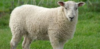 Kuzu eti, Türk mutfağının en köklü lezzetlerinden biri olarak hem geleneksel sofralarda hem de modern restoran menülerinde özel bir konuma sahip. Yumuşak dokusu, kendine has aroması ve zengin besin içeriğiyle kuzu eti, yüzyıllardır Anadolu mutfak kültürünün vazgeçilmez parçalarından biri olmayı sürdürüyor. Son yıllarda artan sağlıklı beslenme bilinciyle birlikte tüketiciler, kırmızı et tercihlerinde daha seçici davranırken kuzu etinin kalitesi, üretim koşulları ve besin değeri daha fazla gündeme geliyor. Konulu bir haber görseli.