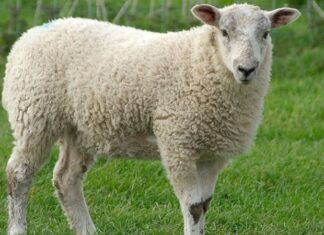 Kuzu eti, Türk mutfağının en köklü lezzetlerinden biri olarak hem geleneksel sofralarda hem de modern restoran menülerinde özel bir konuma sahip. Yumuşak dokusu, kendine has aroması ve zengin besin içeriğiyle kuzu eti, yüzyıllardır Anadolu mutfak kültürünün vazgeçilmez parçalarından biri olmayı sürdürüyor. Son yıllarda artan sağlıklı beslenme bilinciyle birlikte tüketiciler, kırmızı et tercihlerinde daha seçici davranırken kuzu etinin kalitesi, üretim koşulları ve besin değeri daha fazla gündeme geliyor. Konulu bir haber görseli.