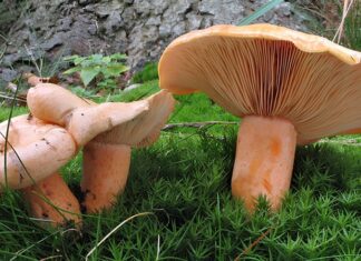Doğanın en gizemli canlılarından biri olan mantar, tarih boyunca hem besin hem de şifa kaynağı olarak insan hayatında önemli bir yer tutmuştur. Orman zemininde, ağaç gövdelerinde ya da nemli topraklarda sessizce büyüyen bu canlılar, günümüzde gastronomiden tıbba, tarımdan ekolojiye kadar pek çok alanda dikkat çekmektedir. Mantar sadece bir yiyecek değil, aynı zamanda kültürel, ekonomik ve çevresel bir değerdir. Son yıllarda artan sağlıklı beslenme trendleriyle birlikte mantar tüketimi de gözle görülür biçimde yükselmiştir. Konulu bir haber görseli.