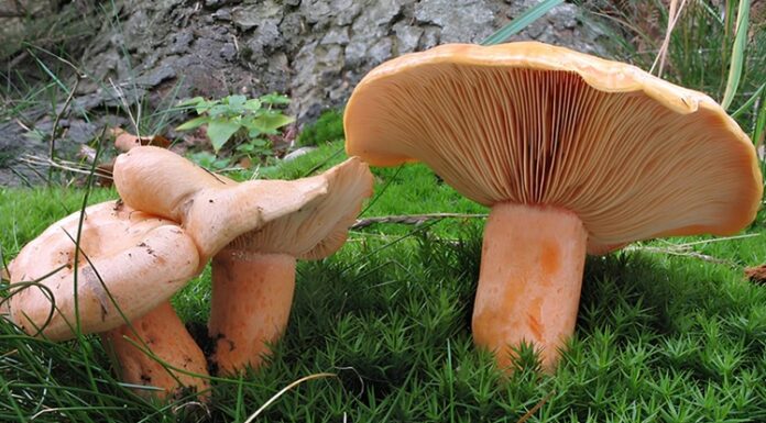 Doğanın en gizemli canlılarından biri olan mantar, tarih boyunca hem besin hem de şifa kaynağı olarak insan hayatında önemli bir yer tutmuştur. Orman zemininde, ağaç gövdelerinde ya da nemli topraklarda sessizce büyüyen bu canlılar, günümüzde gastronomiden tıbba, tarımdan ekolojiye kadar pek çok alanda dikkat çekmektedir. Mantar sadece bir yiyecek değil, aynı zamanda kültürel, ekonomik ve çevresel bir değerdir. Son yıllarda artan sağlıklı beslenme trendleriyle birlikte mantar tüketimi de gözle görülür biçimde yükselmiştir. Konulu bir haber görseli.