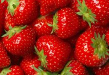 Çilek, rengi, kokusu ve tadıyla yalnızca bir meyve olmanın ötesinde, kültürel ve ekonomik anlamlar taşıyan özel bir ürün olarak dikkat çekiyor. Türkiye’de özellikle ilkbahar ve yaz aylarında tezgâhları süsleyen çilek, hem taze tüketimi hem de farklı kullanım alanlarıyla geniş bir kitleye hitap ediyor. Besin değeri yüksek yapısı, aromatik tadı ve görsel çekiciliği sayesinde sofralarda önemli bir yer edinen bu meyve, aynı zamanda tarımsal üretimde de stratejik bir rol üstleniyor. Konulu bir haber görseli.