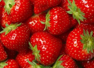 Çilek, rengi, kokusu ve tadıyla yalnızca bir meyve olmanın ötesinde, kültürel ve ekonomik anlamlar taşıyan özel bir ürün olarak dikkat çekiyor. Türkiye’de özellikle ilkbahar ve yaz aylarında tezgâhları süsleyen çilek, hem taze tüketimi hem de farklı kullanım alanlarıyla geniş bir kitleye hitap ediyor. Besin değeri yüksek yapısı, aromatik tadı ve görsel çekiciliği sayesinde sofralarda önemli bir yer edinen bu meyve, aynı zamanda tarımsal üretimde de stratejik bir rol üstleniyor. Konulu bir haber görseli.