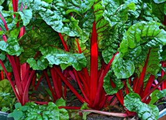 Pazı, sağlık açısından oldukça zengin bir sebze olarak bilinir. İçeriğinde yüksek miktarda lif, C vitamini, K vitamini ve demir barındırır. Düzenli olarak tüketildiğinde sindirim sistemini destekler ve bağışıklık sistemini güçlendirir. Pazı, aynı zamanda antioksidan özelliği ile hücreleri serbest radikallere karşı korur ve yaşlanma belirtilerini yavaşlatır. Konulu bir haber görseli.