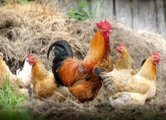 Serbest gezen tavuk, son yıllarda gıda tercihlerinde bilinç düzeyinin artmasıyla birlikte tüketicilerin en çok dikkat ettiği ürünlerden biri haline geldi. Endüstriyel üretim koşullarına dair artan soru işaretleri, insanları daha doğal ve hayvan refahını gözeten alternatiflere yöneltiyor. Bu noktada serbest gezen tavuk, hem üretim modeli hem de ürün kalitesi açısından güven veren bir seçenek olarak öne çıkıyor. Konulu bir haber görseli.