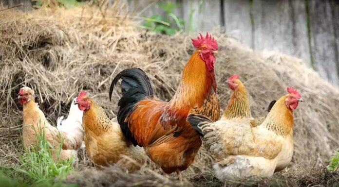 Serbest Gezen Tavuk Doğal Üretim Ve Güvenilir Gıda Arayışında Öne Çıkıyor Serbest gezen tavuk, son yıllarda gıda tercihlerinde bilinç düzeyinin artmasıyla birlikte tüketicilerin en çok dikkat ettiği ürünlerden biri haline geldi. Endüstriyel üretim koşullarına dair artan soru işaretleri, insanları daha doğal ve hayvan refahını gözeten alternatiflere yöneltiyor. Bu noktada serbest gezen tavuk, hem üretim modeli hem de ürün kalitesi açısından güven veren bir seçenek olarak öne çıkıyor. Konulu bir haber görseli.