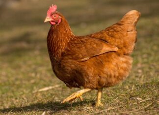 Serbest gezen tavuk yumurtası, son yıllarda doğal ve sağlıklı beslenmeye yönelen tüketicilerin en çok tercih ettiği gıdalar arasında yer alıyor. Üretim sürecinde tavukların açık alanda dolaşabilmesi, doğal yemlerle beslenmesi ve daha stressiz bir ortamda yetişmesi, bu yumurtaların besin değerini ve algılanan kalitesini artırıyor. Geleneksel yumurta üretimine kıyasla daha doğal koşullarda elde edilen serbest gezen tavuk yumurtası, sofralarda güven duygusuyla tüketilen bir ürün haline gelmiş durumda. Konulu bir haber görseli.