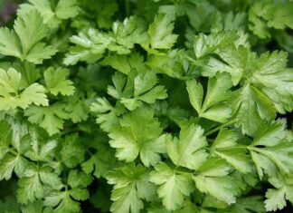 Maydanoz, sade görünümüne rağmen mutfak kültüründe oldukça güçlü bir yere sahip olan temel yeşilliklerden biridir. Hem taze hem de ince kıyılmış hâliyle kullanılan maydanoz, yemeklere kattığı aroma ve görsel canlılık sayesinde yüzyıllardır sofralardan eksik olmamıştır. Özellikle Akdeniz ve Orta Doğu mutfaklarında önemli bir yere sahip olan bu yeşillik, günlük beslenme alışkanlıklarının doğal bir parçası hâline gelmiştir. Konulu bir haber görseli.