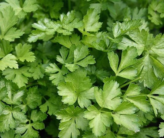 Maydanoz, sade görünümüne rağmen mutfak kültüründe oldukça güçlü bir yere sahip olan temel yeşilliklerden biridir. Hem taze hem de ince kıyılmış hâliyle kullanılan maydanoz, yemeklere kattığı aroma ve görsel canlılık sayesinde yüzyıllardır sofralardan eksik olmamıştır. Özellikle Akdeniz ve Orta Doğu mutfaklarında önemli bir yere sahip olan bu yeşillik, günlük beslenme alışkanlıklarının doğal bir parçası hâline gelmiştir. Konulu bir haber görseli.