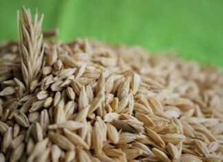 Beslenme alışkanlıklarının değişmesiyle birlikte sofralarda daha doğal ve geleneksel ürünlere yönelim giderek artıyor. Bu dönüşümün merkezinde yer alan tam buğday ürünleri, hem geçmişten gelen bir beslenme kültürünü temsil ediyor hem de modern yaşamın ihtiyaçlarına cevap veriyor. Günümüzde ekmekten makarnaya, undan gevreğe kadar pek çok ürünün tam buğday alternatifi bulunması, bu alandaki farkındalığın yükseldiğini açıkça gösteriyor. Konulu bir haber görseli.