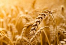 Sağlıklı yaşam arayışı, günümüzde yalnızca kilo kontrolüyle sınırlı kalmıyor; uzun vadeli sağlık, enerji dengesi ve yaşam kalitesi de bu arayışın önemli parçaları haline geliyor. Bu süreçte beslenme alışkanlıkları yeniden şekillenirken, tam tahıllı beslenme giderek daha fazla öne çıkan bir yaklaşım olarak dikkat çekiyor. Rafine edilmiş gıdaların yoğun tüketiminin yol açtığı sağlık sorunları, bireyleri daha doğal ve besleyici seçeneklere yönlendiriyor. Konulu bir haber görseli.